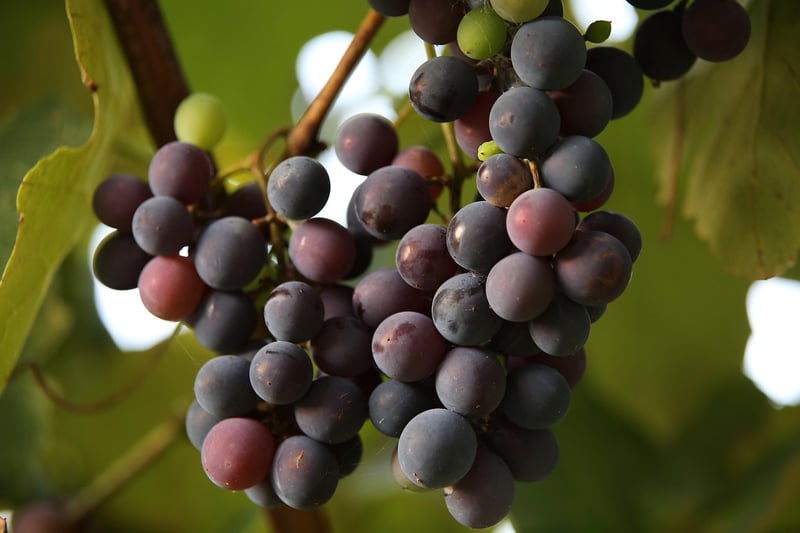Vineyard Vista